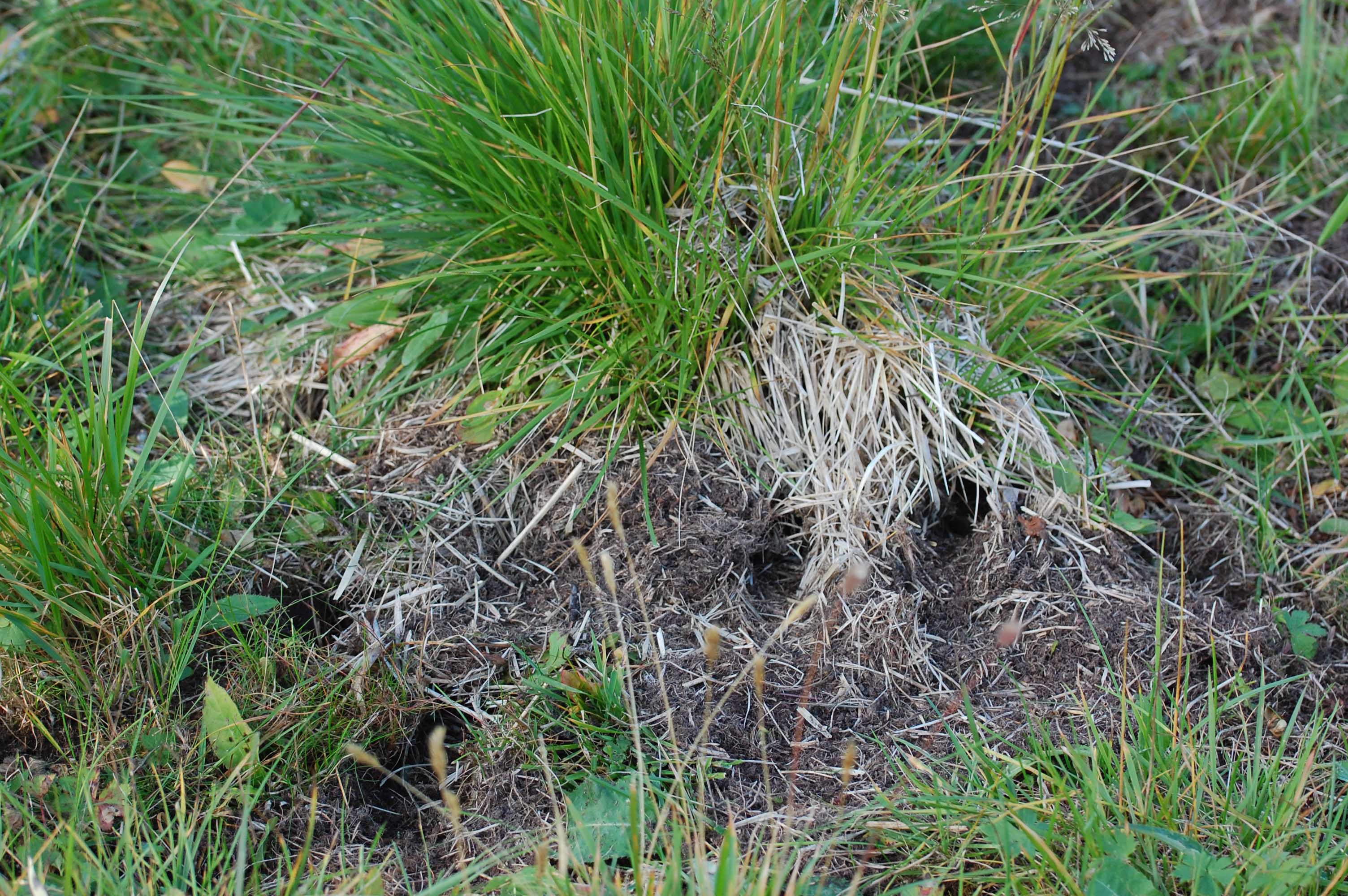 During population peak 2007 tundra voles abundance increased with shelter grass abundance. 